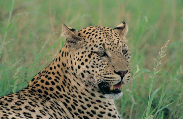 Kruger National Park Safari Drives